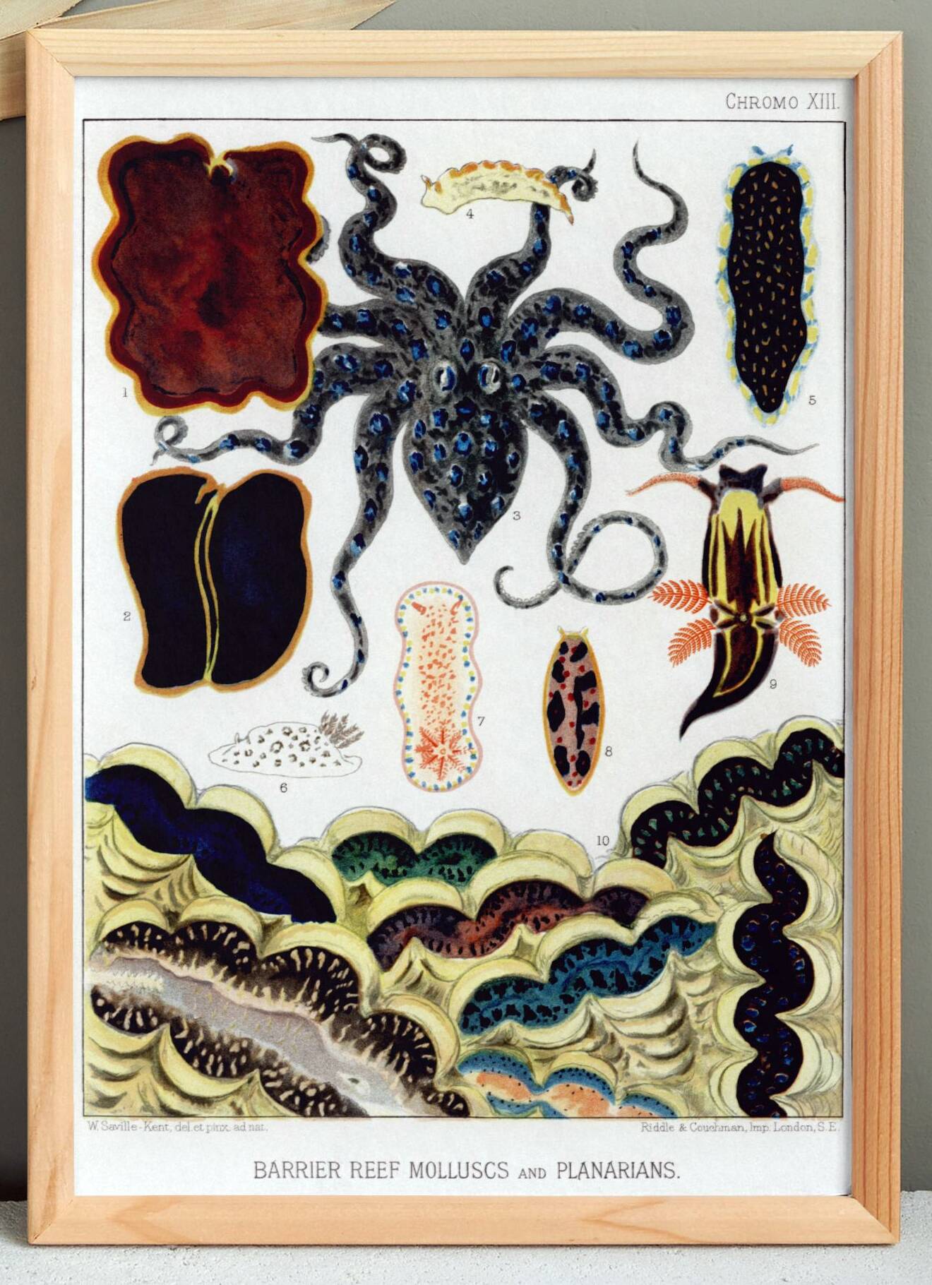 Affiche sur les mollusques et planaires, 1893