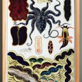Affiche sur les mollusques et planaires, 1893