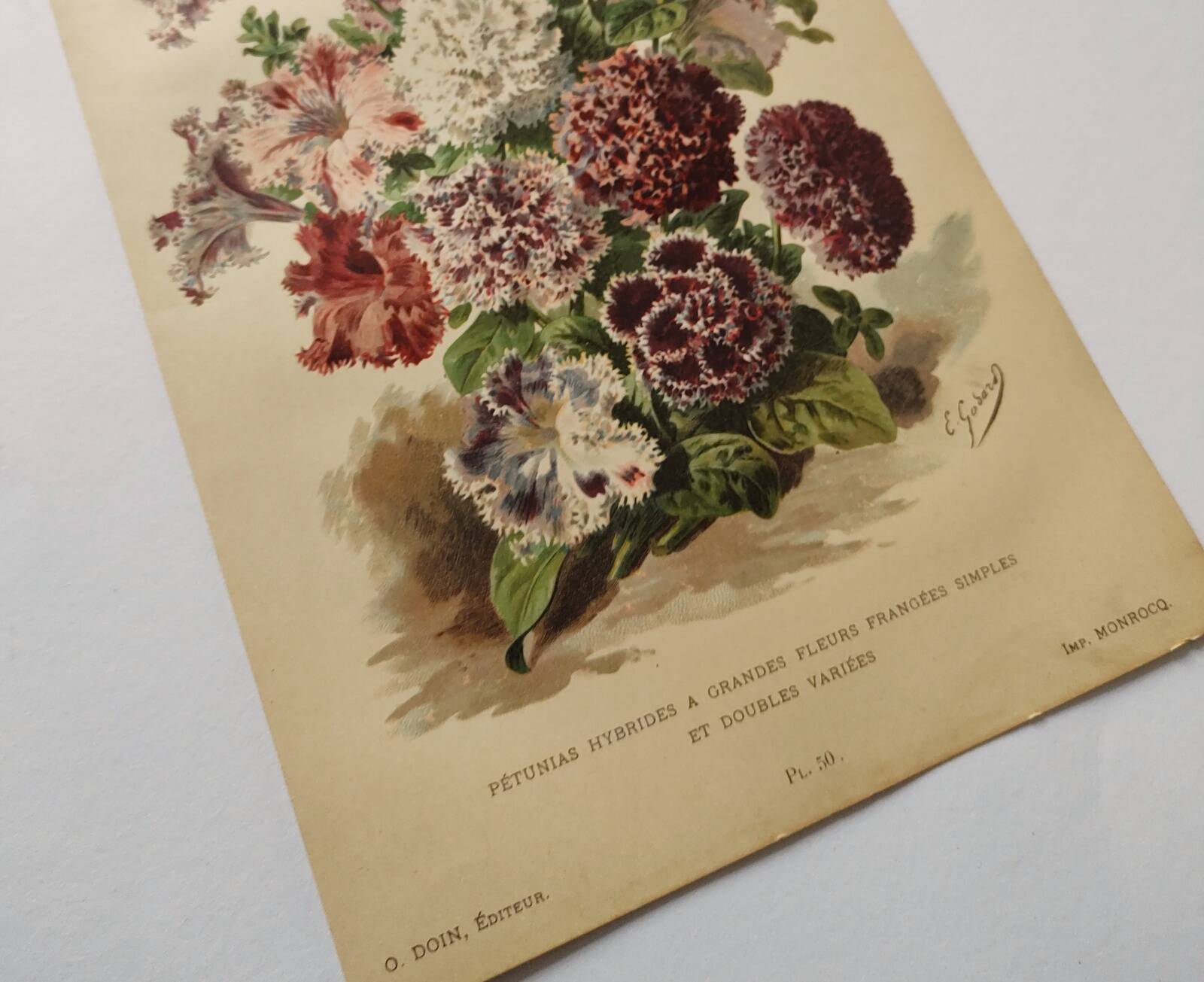Botanical engraving from 1897 - Hybrid Petunias - Original flower plate