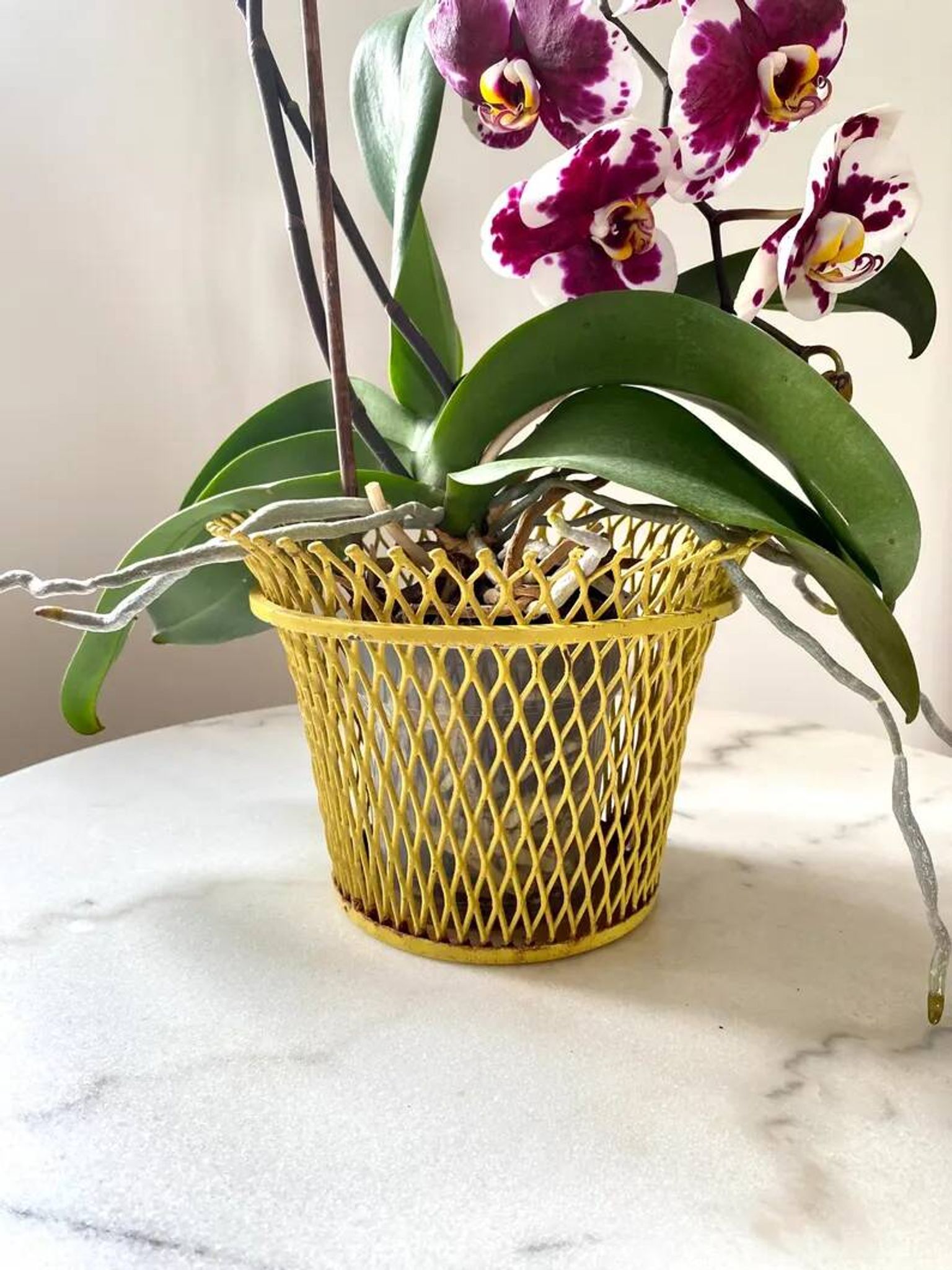 Mathieu Matégot round metal cache pot in yellow, France 1950s