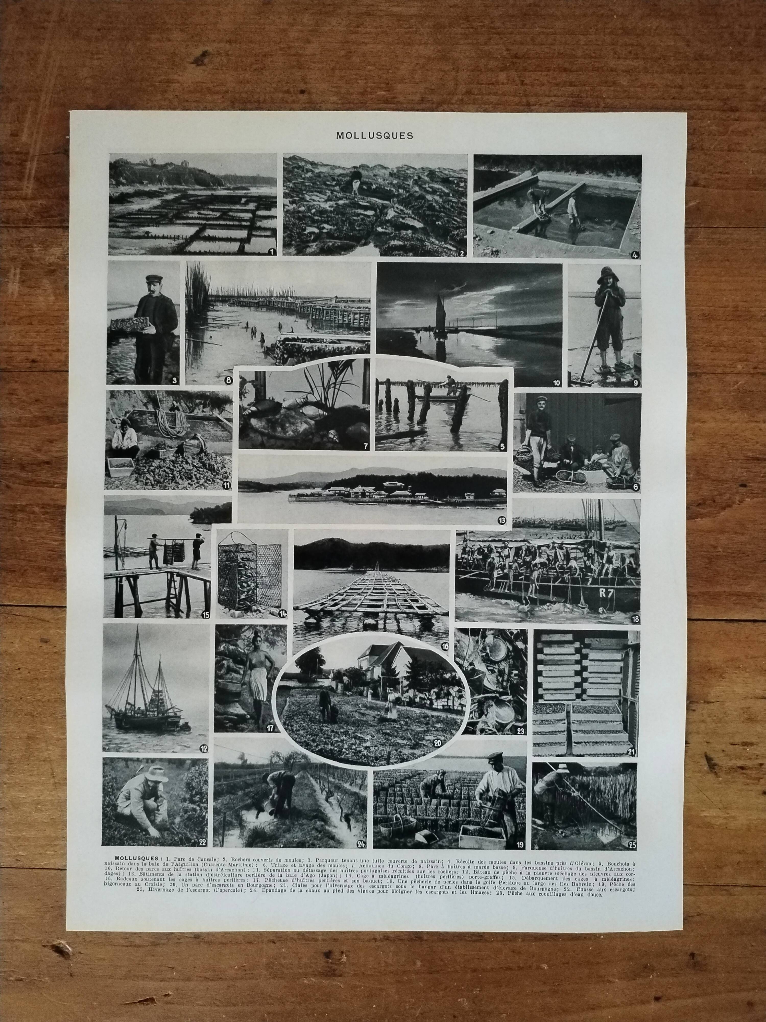 Original lithograph on molluscs