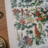 Printed in 1905, the flowers of trees and shrubs