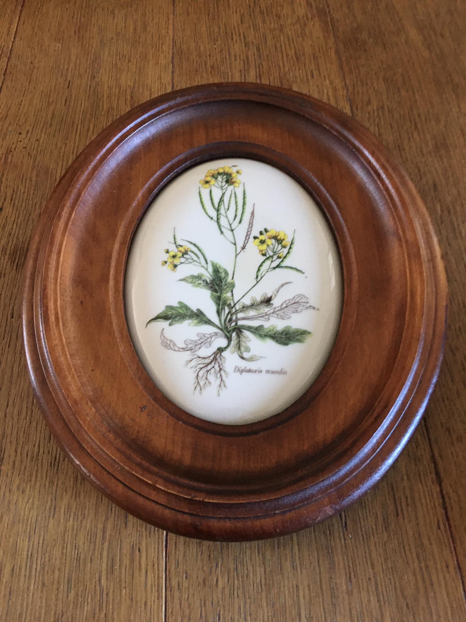 Wooden frame composed of a central piece of porcelain with floral motifs "Diplotaxis muralis"