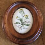 Wooden frame composed of a central piece of porcelain with floral motifs "Diplotaxis muralis"