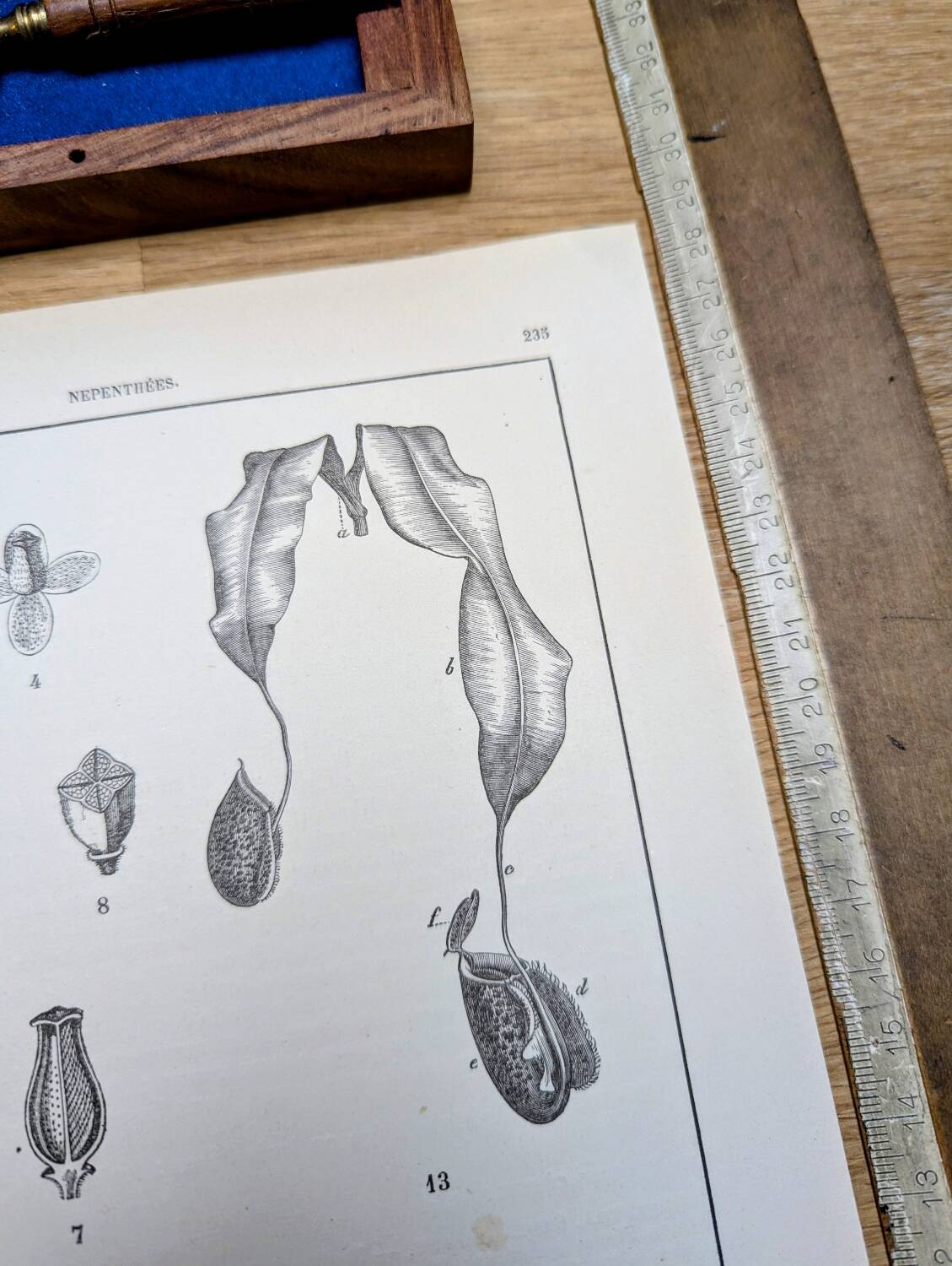 Printed in 1889, the Nepenthes (carnivorous plants).