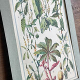 Botanical plate XIII