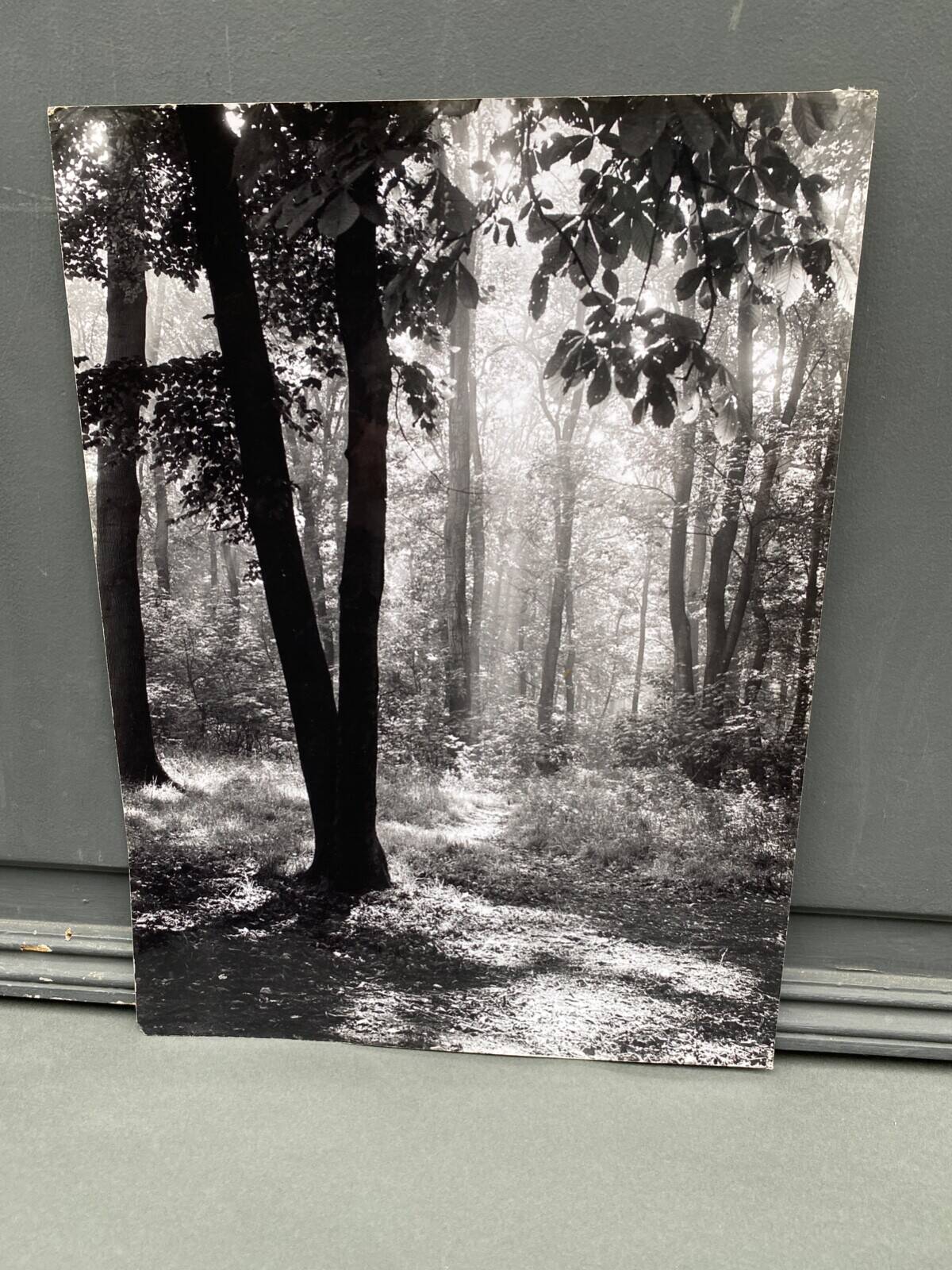 Silver gelatin photograph by Bernard Darot, backlit in the Bois de Boulogne, SNMF