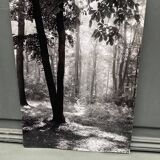Silver gelatin photograph by Bernard Darot, backlit in the Bois de Boulogne, SNMF