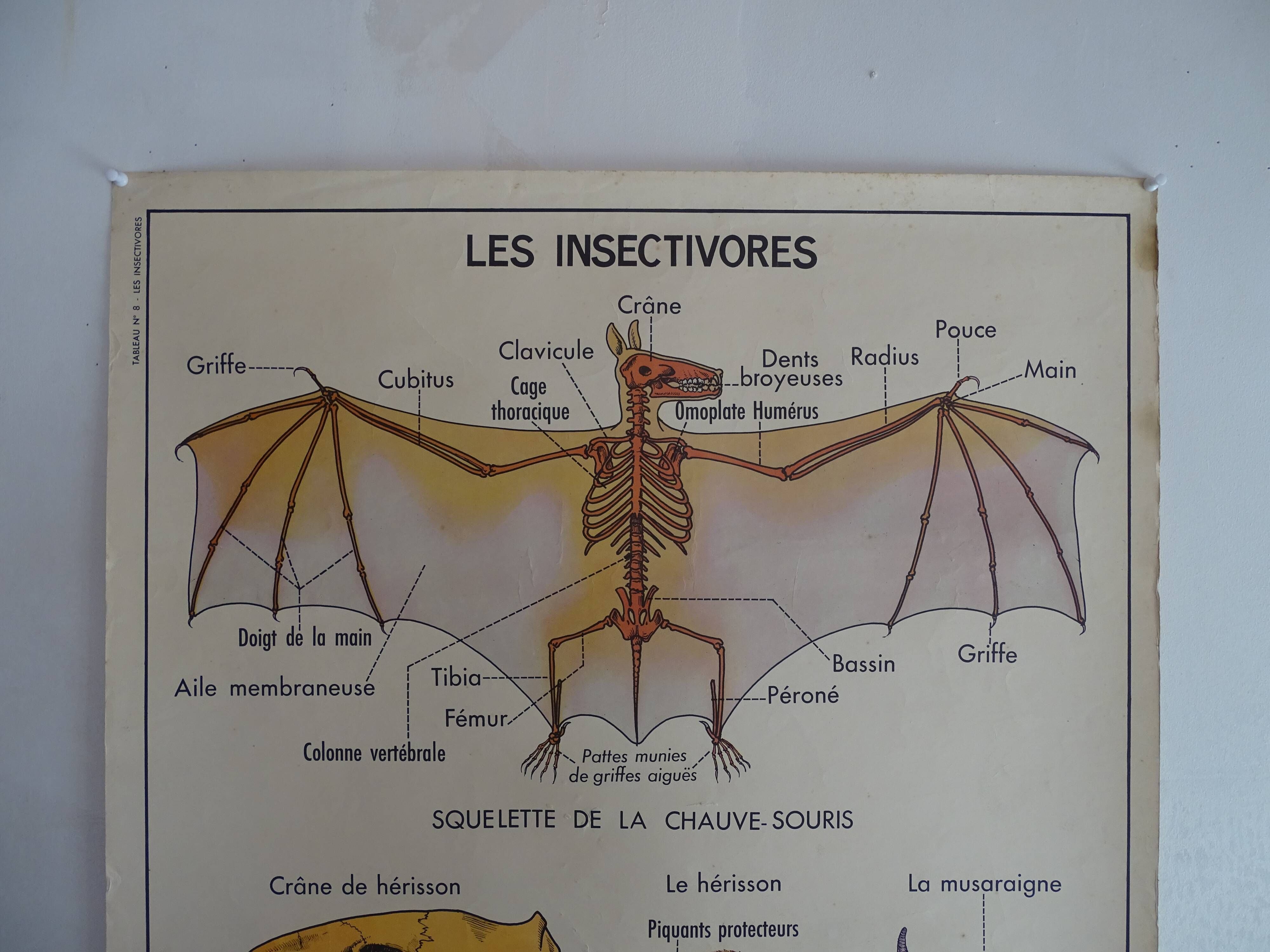 School poster on both sides anatomy insectivores and rabbit. MDI.1964