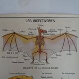 School poster on both sides anatomy insectivores and rabbit. MDI.1964