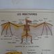 School poster on both sides anatomy insectivores and rabbit. MDI.1964