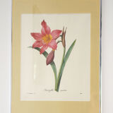 Framed reproduction pj dreaded "amaryllis"