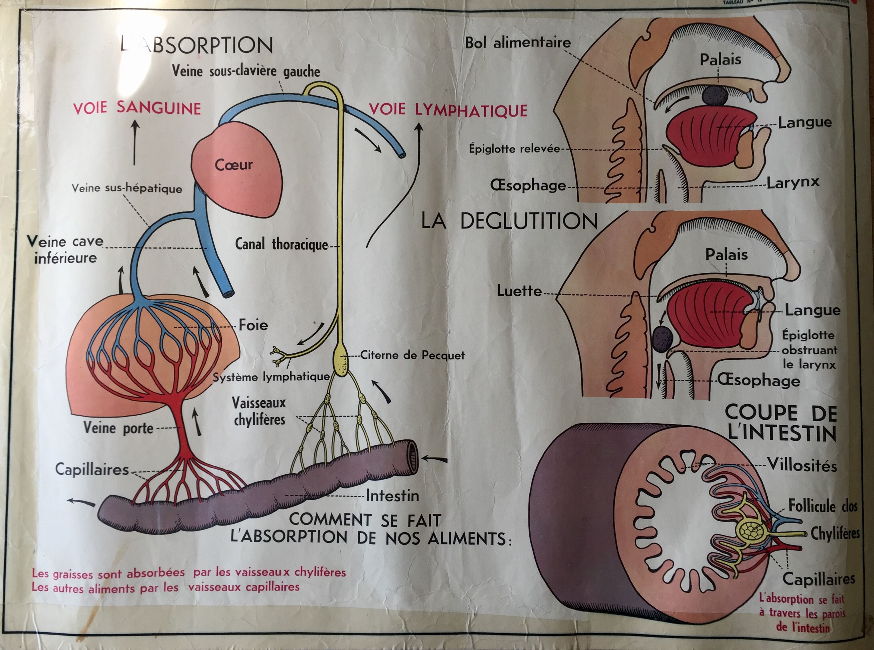 Poster pedagogical school 1960