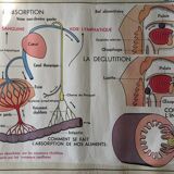 Poster pedagogical school 1960