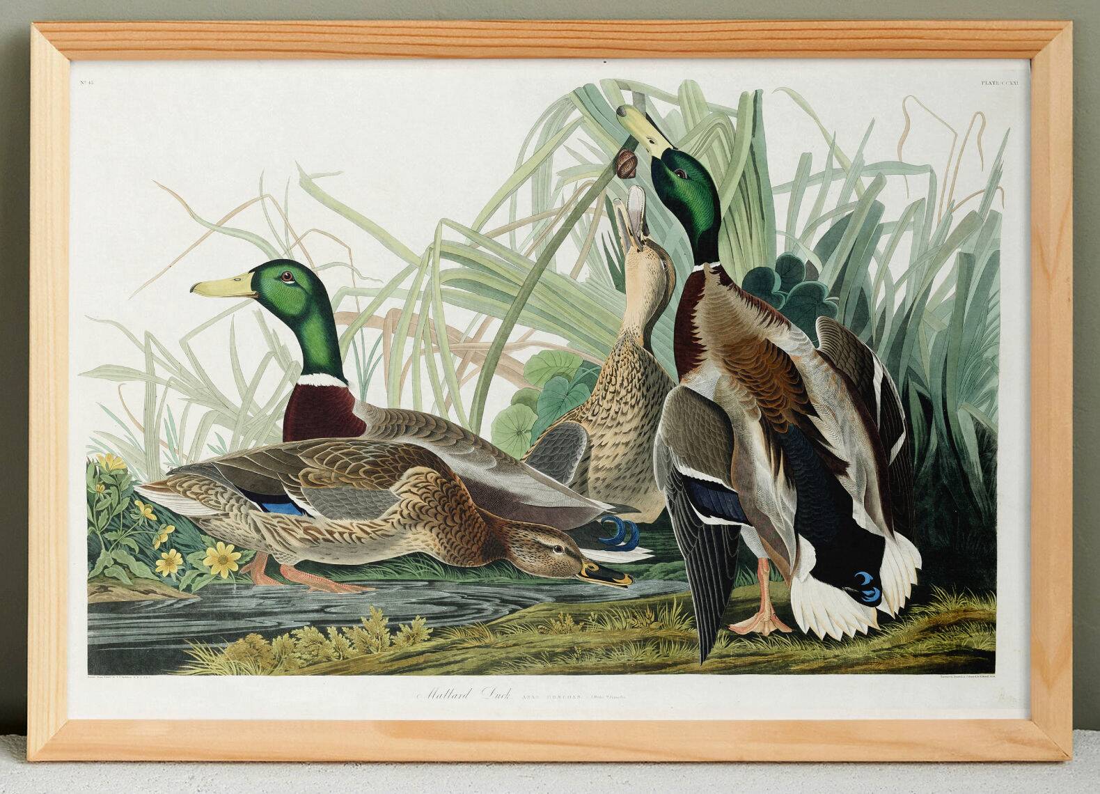 Poster about the Mallard Duck, based on an old engraving from 1827.