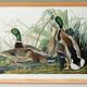 Poster about the Mallard Duck, based on an old engraving from 1827.