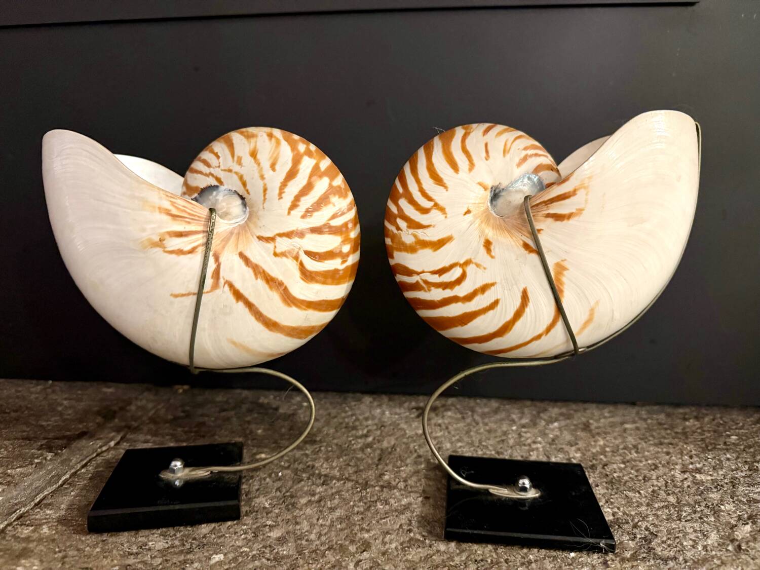 Nautilus Pompilius
