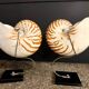 Nautilus Pompilius