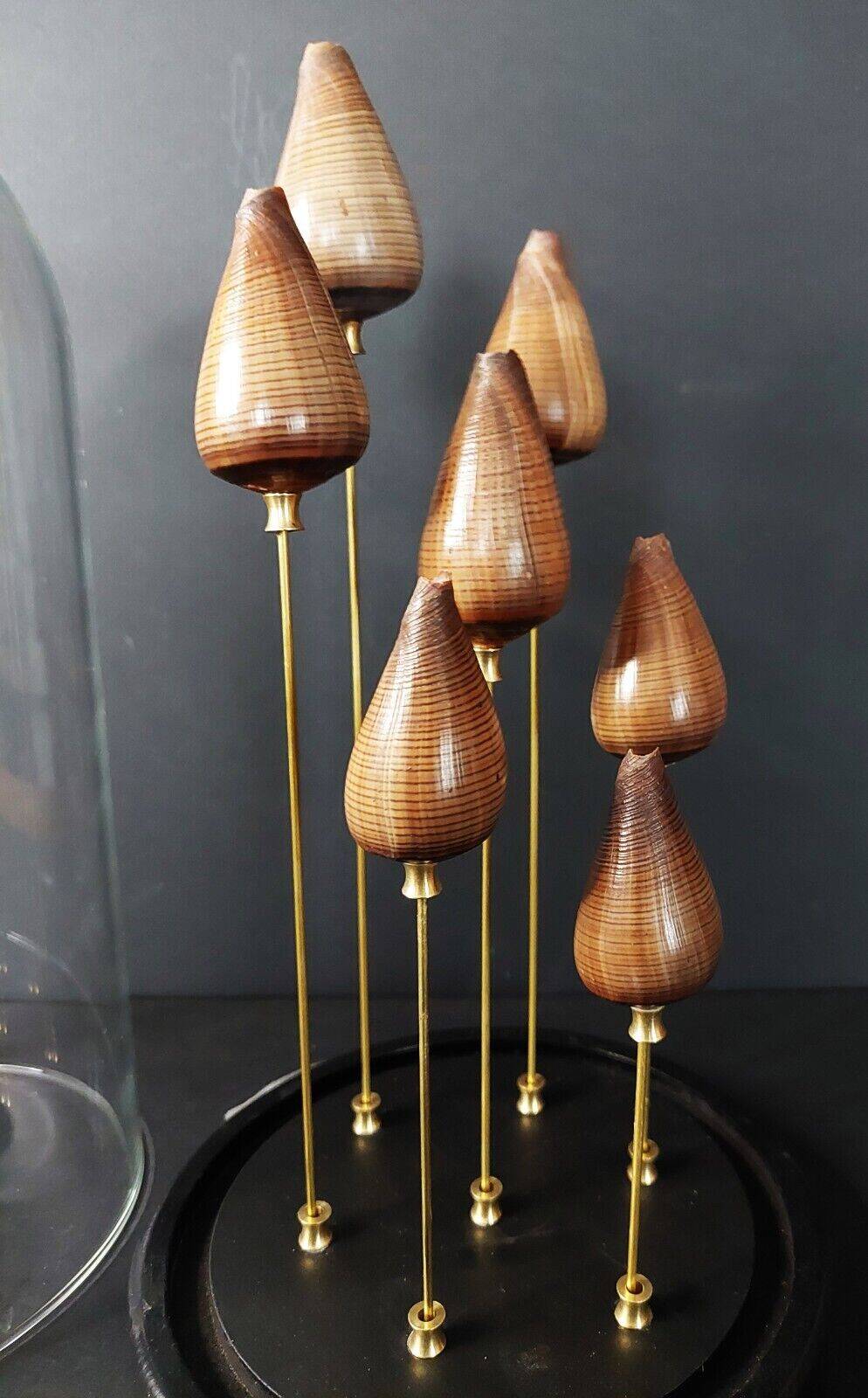 Cabinet de Curiosités globe aux coquillages conus figulinus