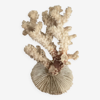 Ancient coral. 15cm x 10cm