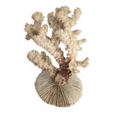 Ancient coral. 15cm x 10cm