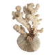 Ancient coral. 15cm x 10cm
