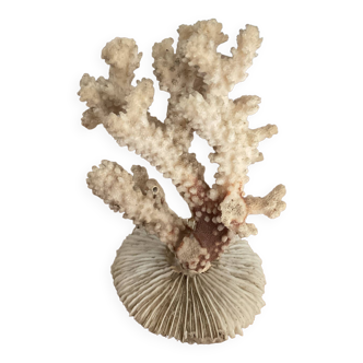 Corail ancien .  15 cm X 10 cm