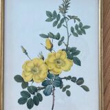 Lithographie PJ Redouté Rosier Eglantier