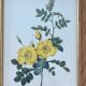 Lithographie PJ Redouté Rosier Eglantier