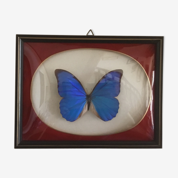Papillon morpho anaxibia