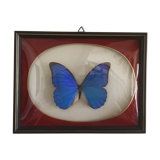 Butterfly morpho anaxibia