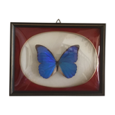 Butterfly morpho anaxibia