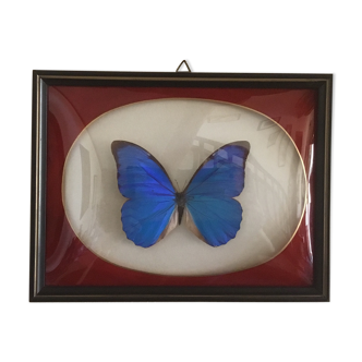 Papillon morpho anaxibia
