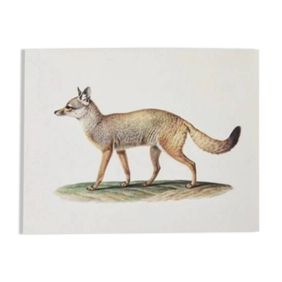 Planches de bestiaire du muséum d'histoire naturelle Le renard