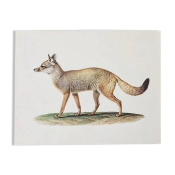 Planches de bestiaire du muséum d'histoire naturelle Le renard