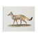 Bestiary plates from the Natural History Museum The fox