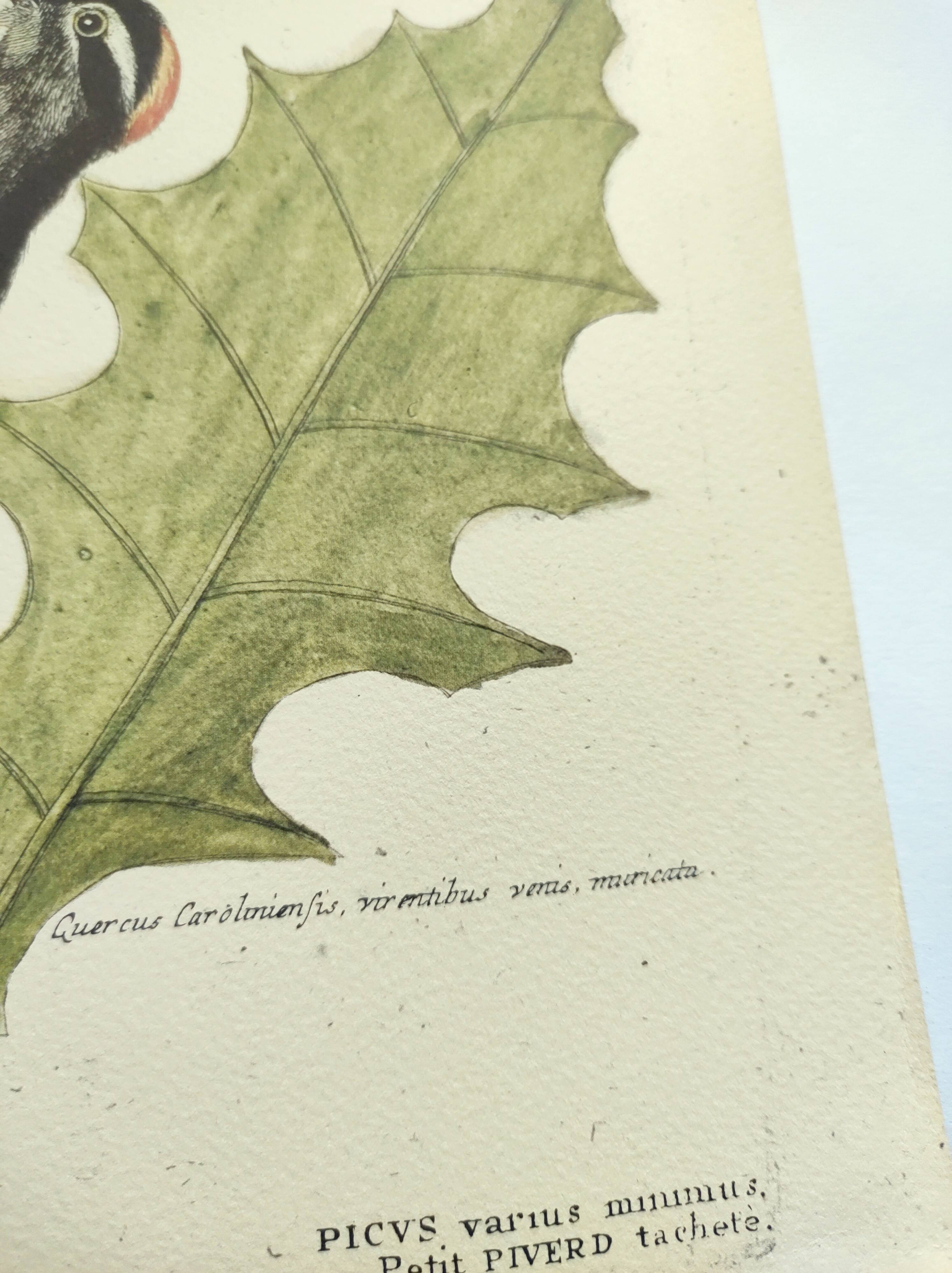 Old bird engraving - Woodpecker - Zoological plate by Seligmann & Catesby