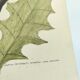 Old bird engraving - Woodpecker - Zoological plate by Seligmann & Catesby