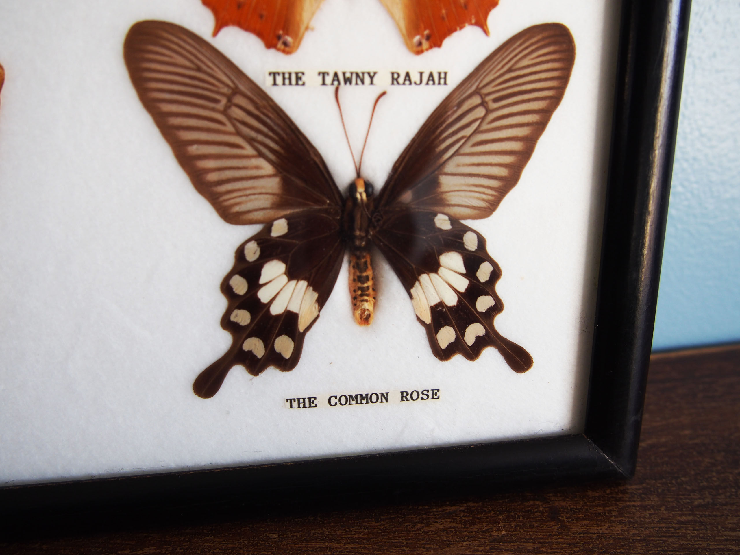 4 butterflies frame