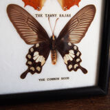4 butterflies frame