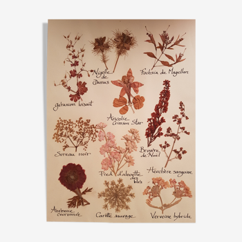Herbarium plank