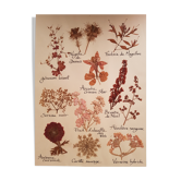 Herbarium plank