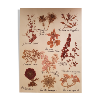 Herbarium plank