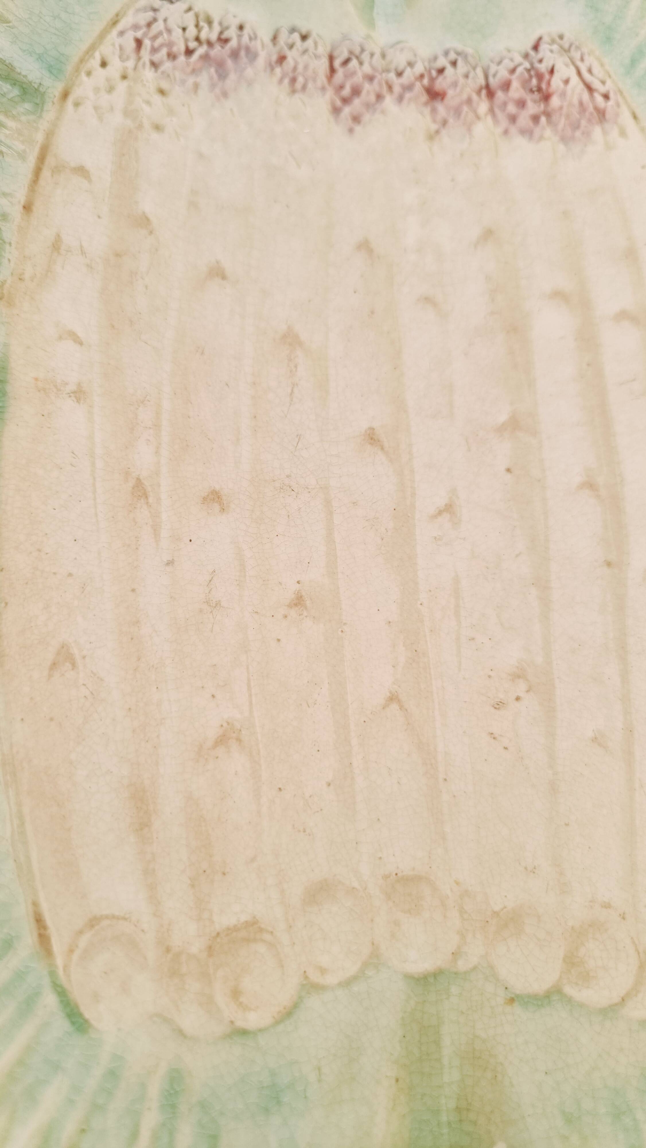 Rare and exquisite oval asparagus dish in Barbotine earthenware (majolica).