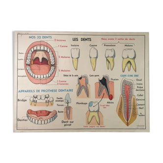 Affiche scolaire anatomie