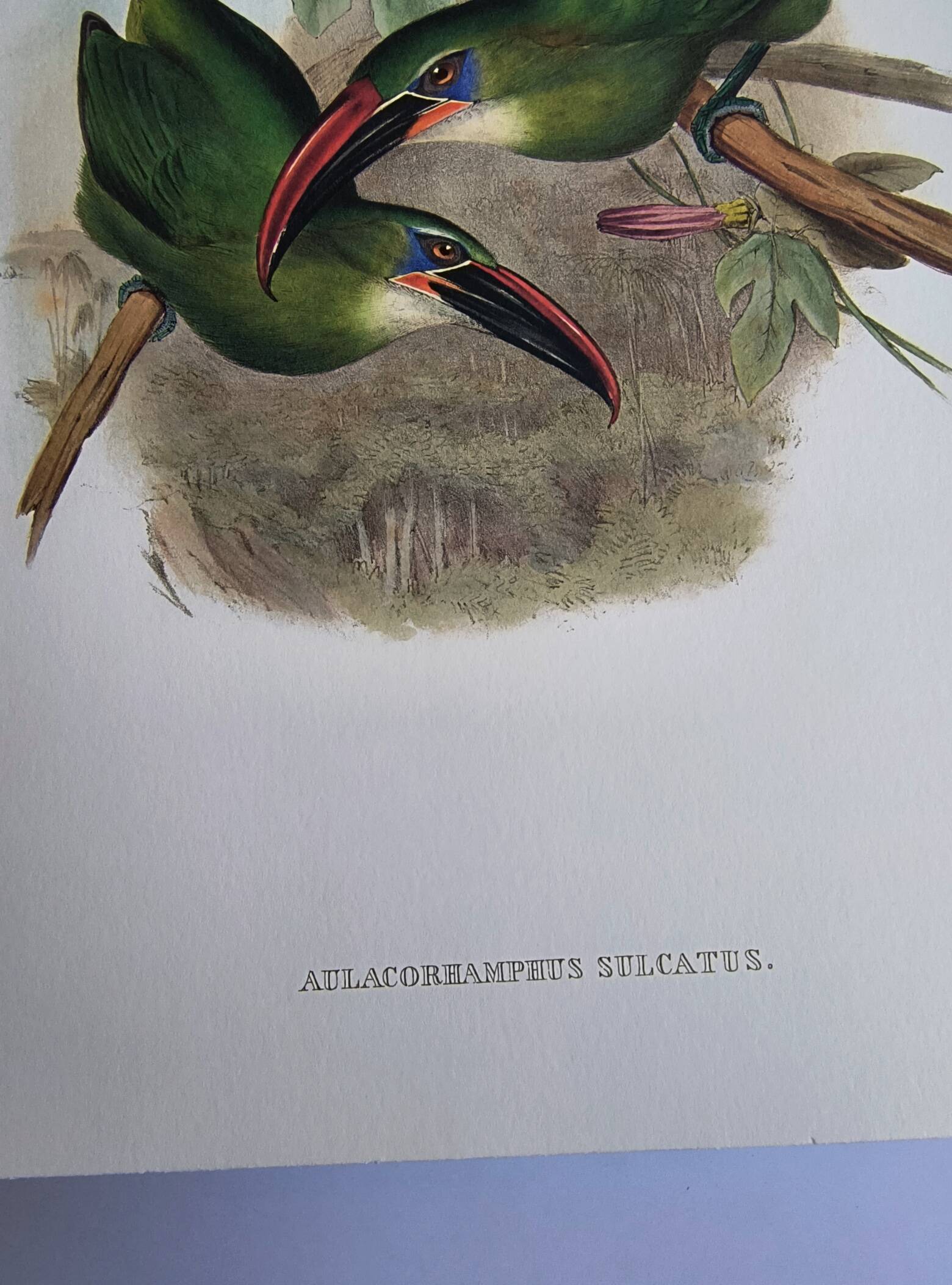 Illustration vintage. Toucanet à bec sillonné de J.Gould. 33x49 cm. oiseau