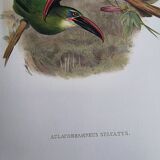 Illustration vintage. Toucanet à bec sillonné de J.Gould. 33x49 cm. oiseau