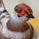 Bonbonnière poule sur son nid en opaline blanche peinte, marquée vallérysthal