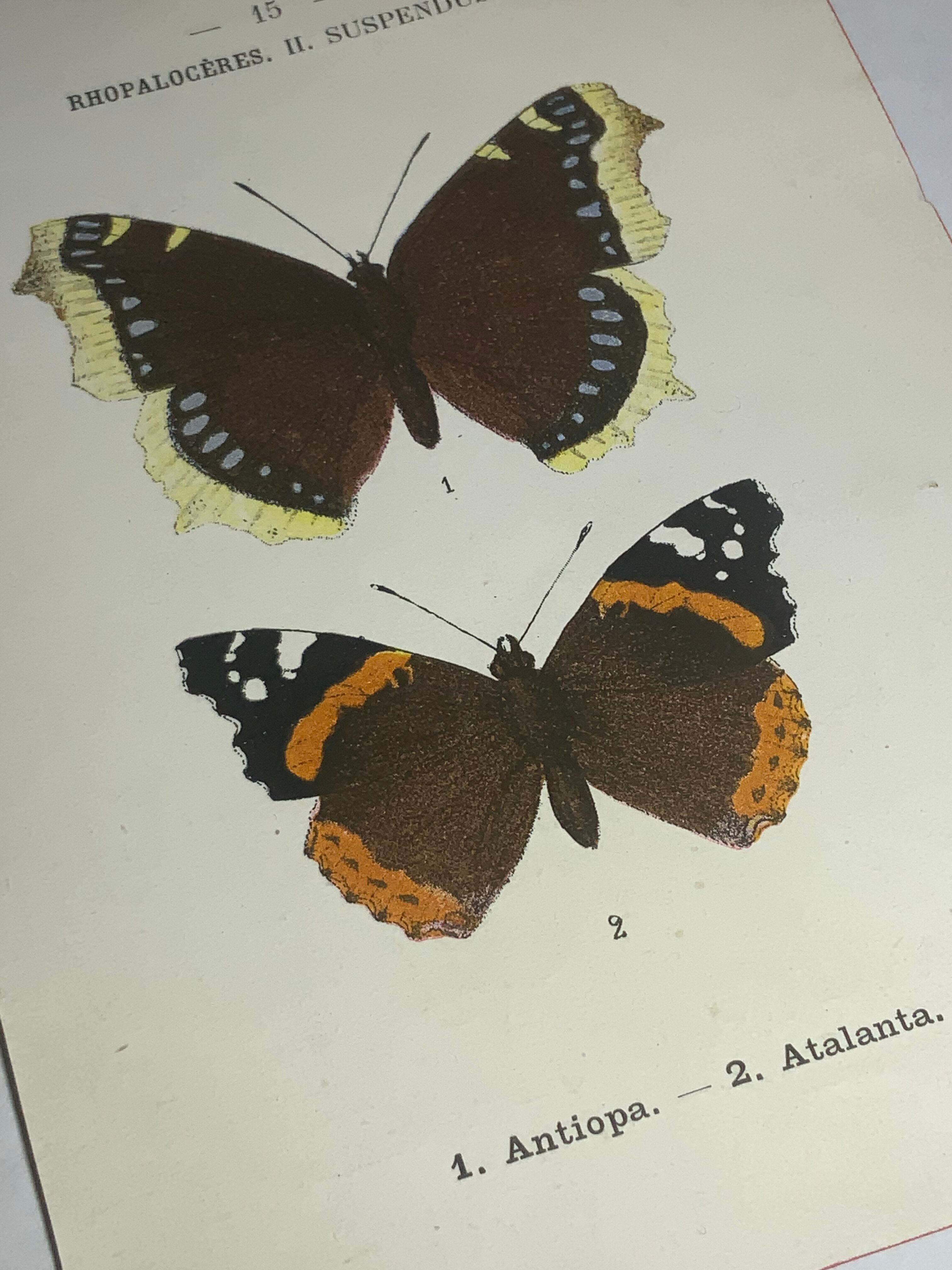 Vintage botanical plate antique butterfly engraving 1903 double-sided G. Denise