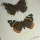 Vintage botanical plate antique butterfly engraving 1903 double-sided G. Denise